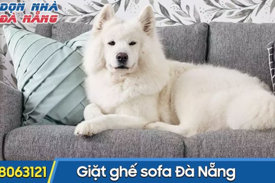 Cách làm sạch lông chó mèo trên ghế sofa