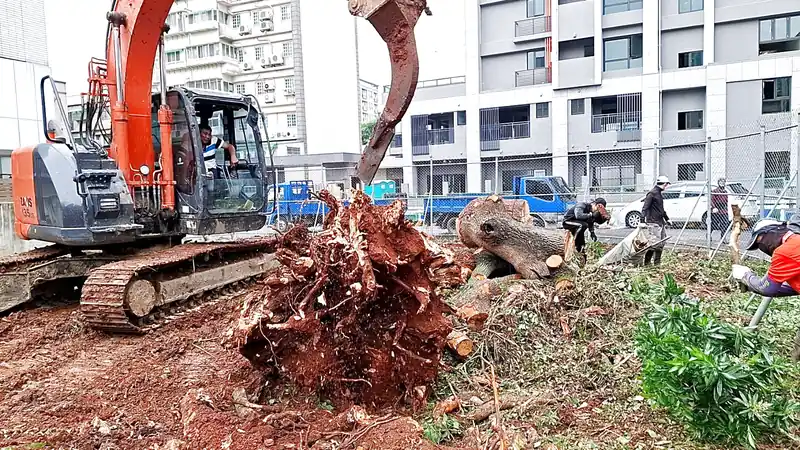 Cắt tỉa, cưa cây
