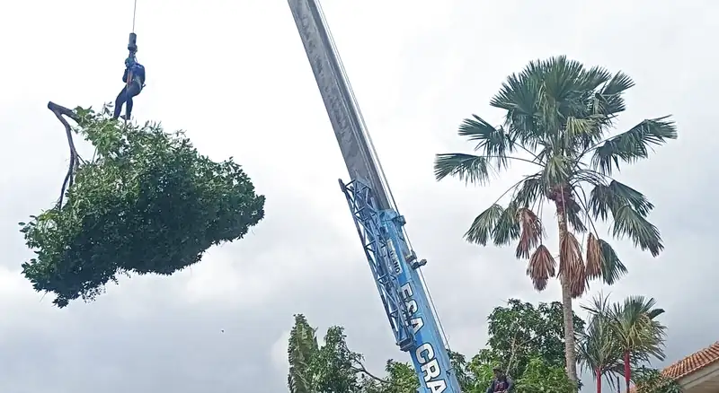 Dịch vụ cắt tỉa cây xanh