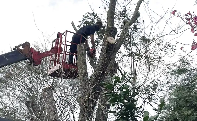 Dịch vụ cắt tỉa cây xanh Đà Nẵng