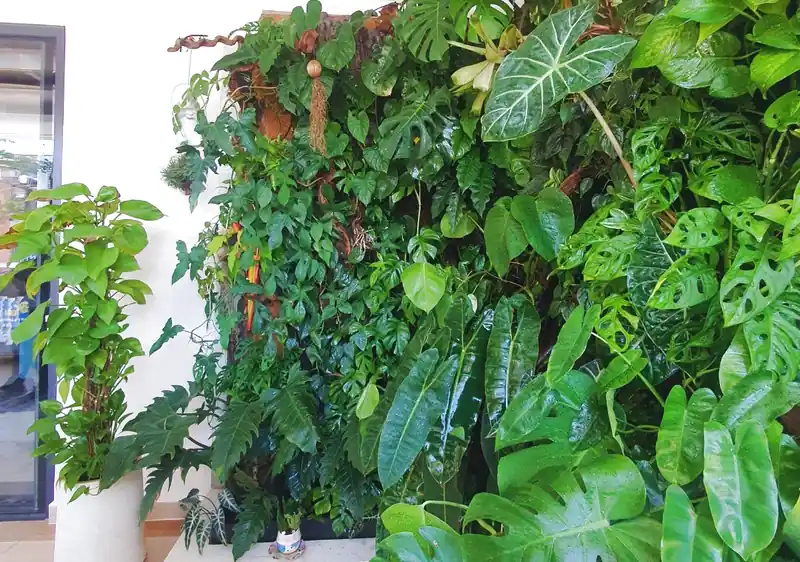 Chăm sóc vườn tường đứng cho văn phòng tại Đà Nẵng