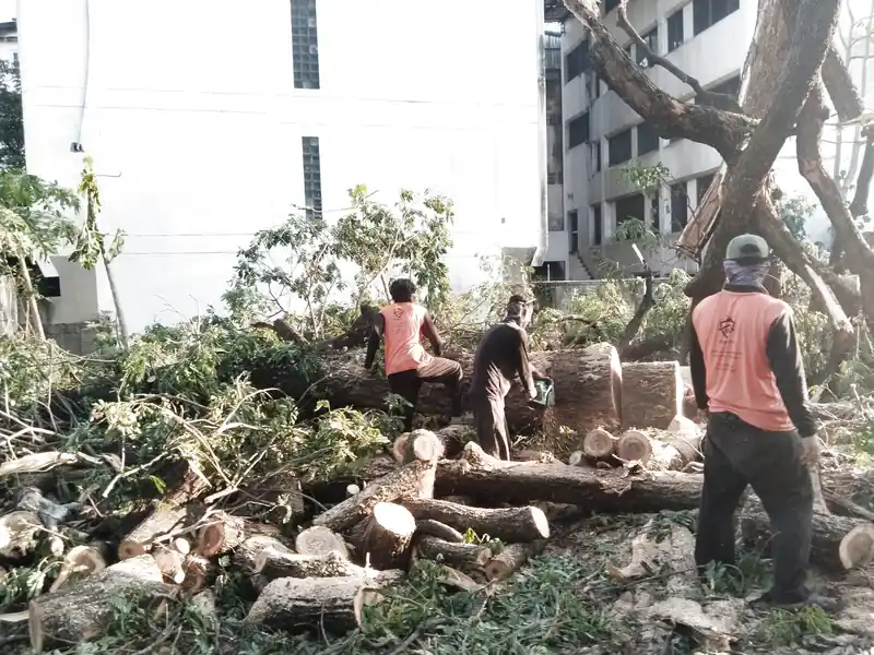 Dịch vụ chặt cây Đà Nẵng