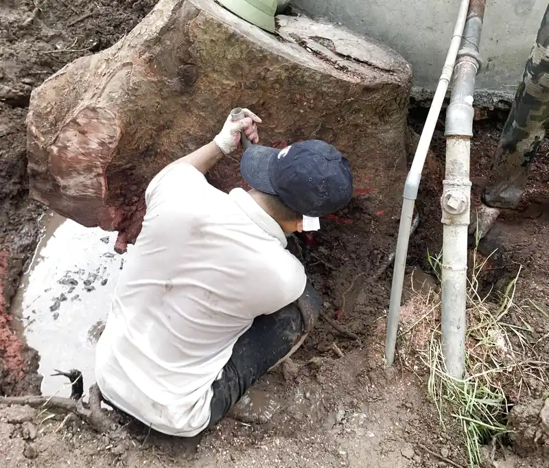 Dịch vụ đào gốc cây tại Đà Nẵng